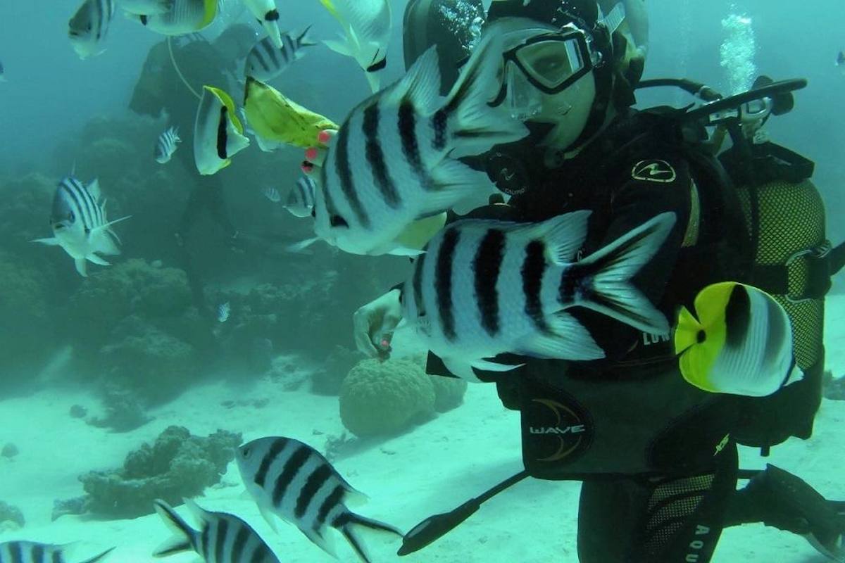 Voyage plongée : les plus beaux récifs coralliens et épaves du monde